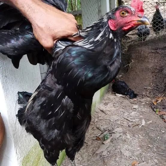 GALINHAS,  CHAMA ZAP ZAP  * - Foto 5