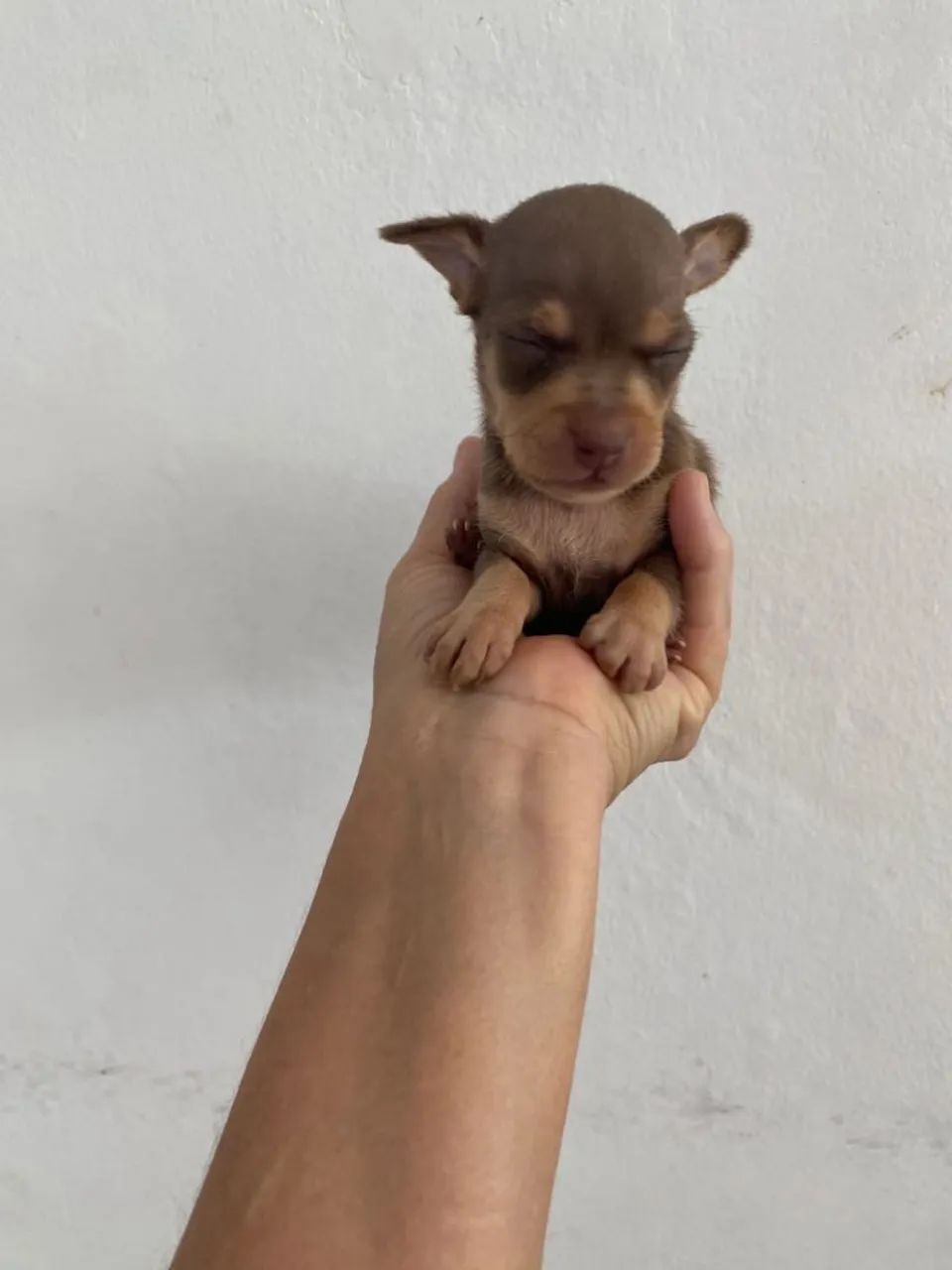 Pinscher Miniatura Chocolate  - Foto 3