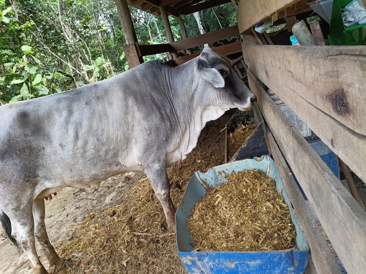 Vaca nelore - Foto 5
