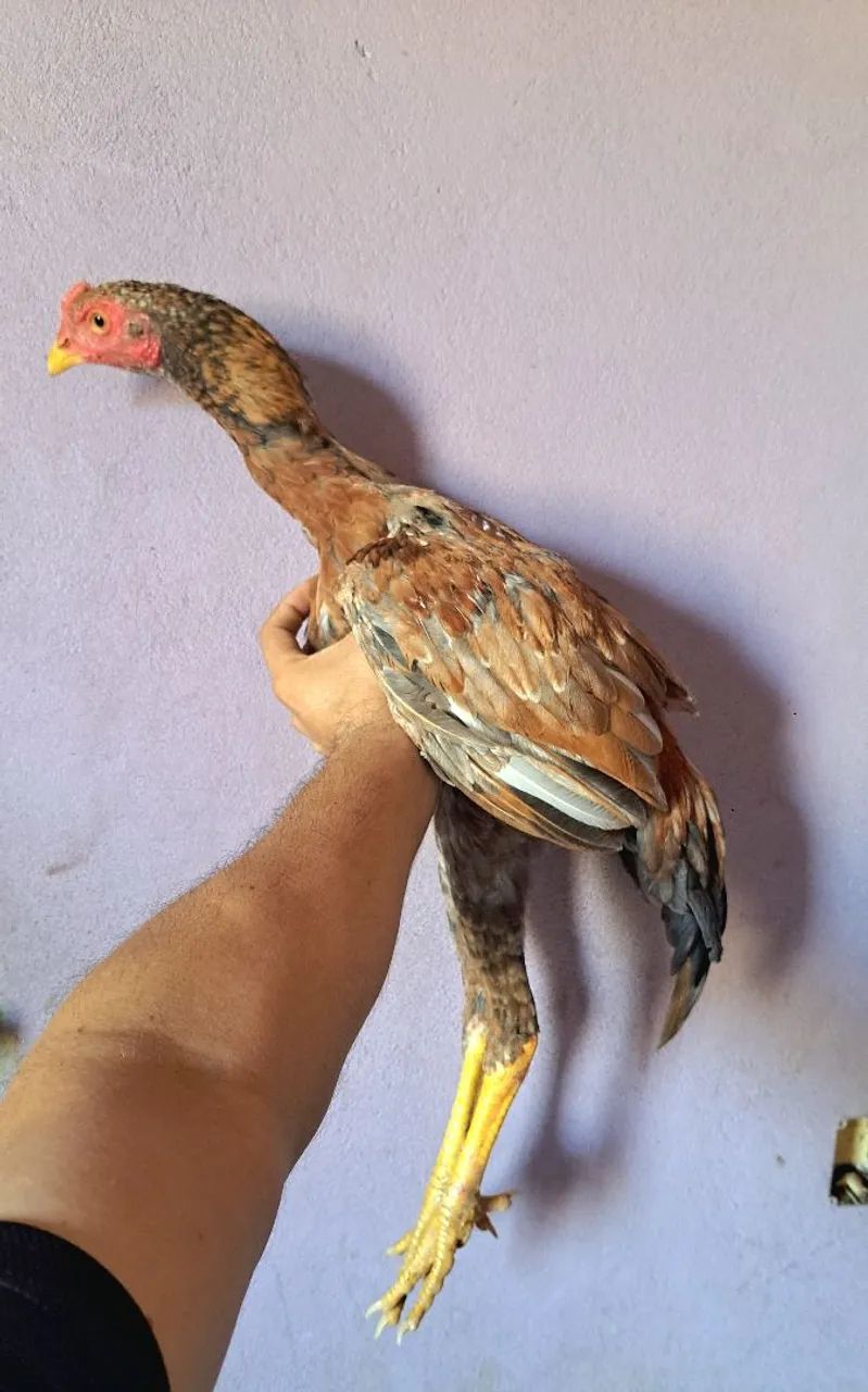 Frango moura 