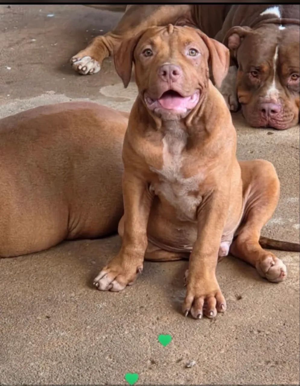 Pitbull Monster  - Foto 2