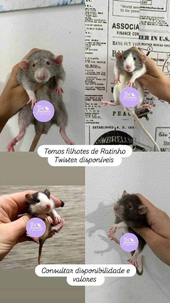 Filhotes de rato twister 