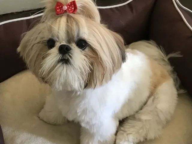 FILHOTES DISPONÍVEIS - SHIH-TZU MICRO - Foto 3