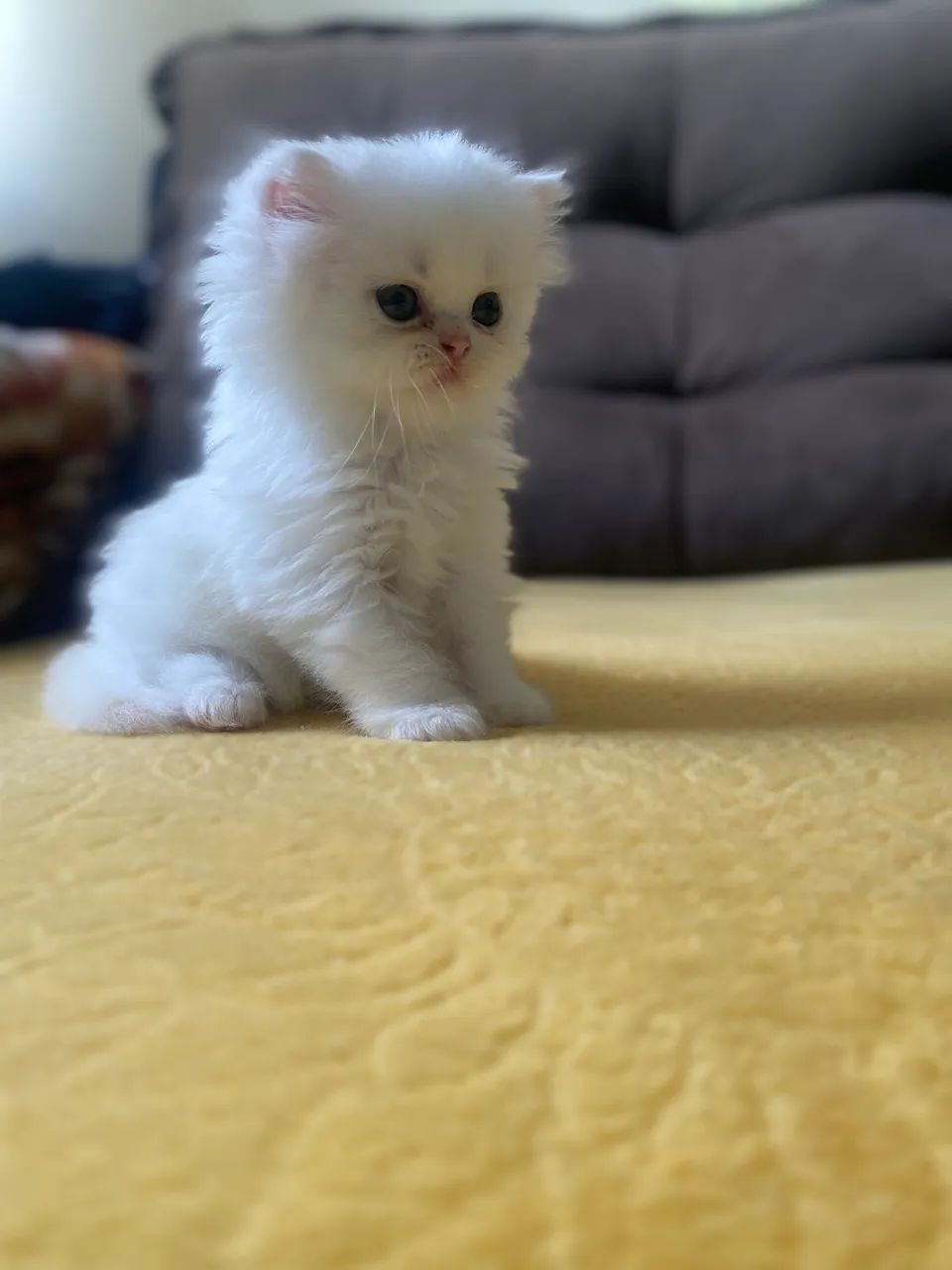 Linda Filhote FÊMEA de persa 