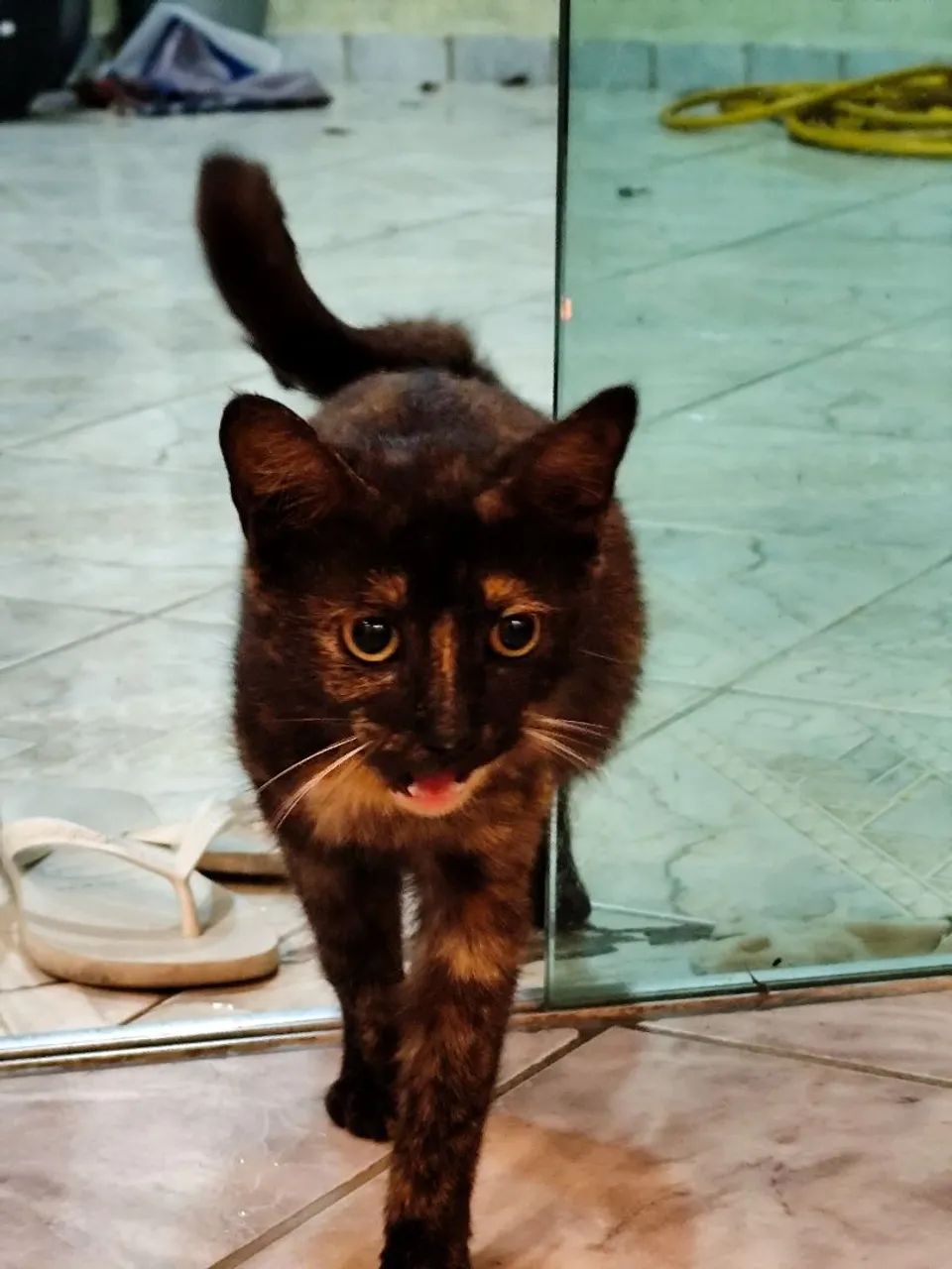 Adoção gato - Foto 3