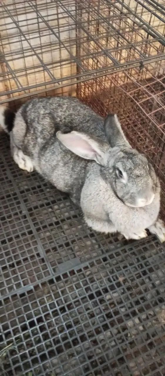Filhotes de coelhos gigante crioulo  - Foto 6