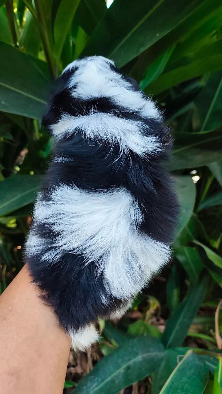 Macjo de shihtzu a pronta entrega  - Foto 2