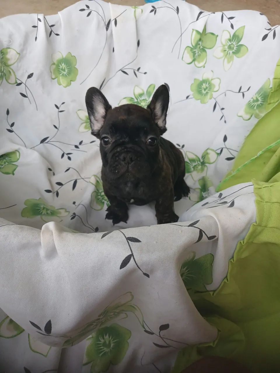 Buldogue francês 