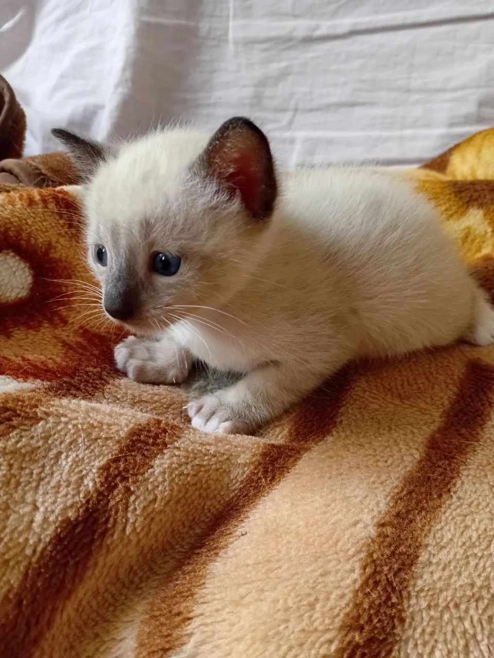 Gatinhos - Foto 3