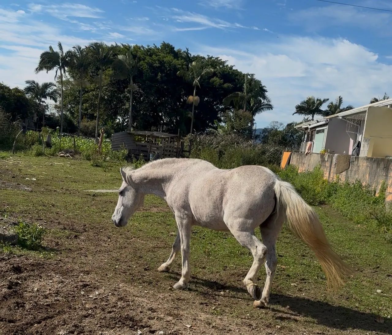 Cavalo disponível  - Foto 4