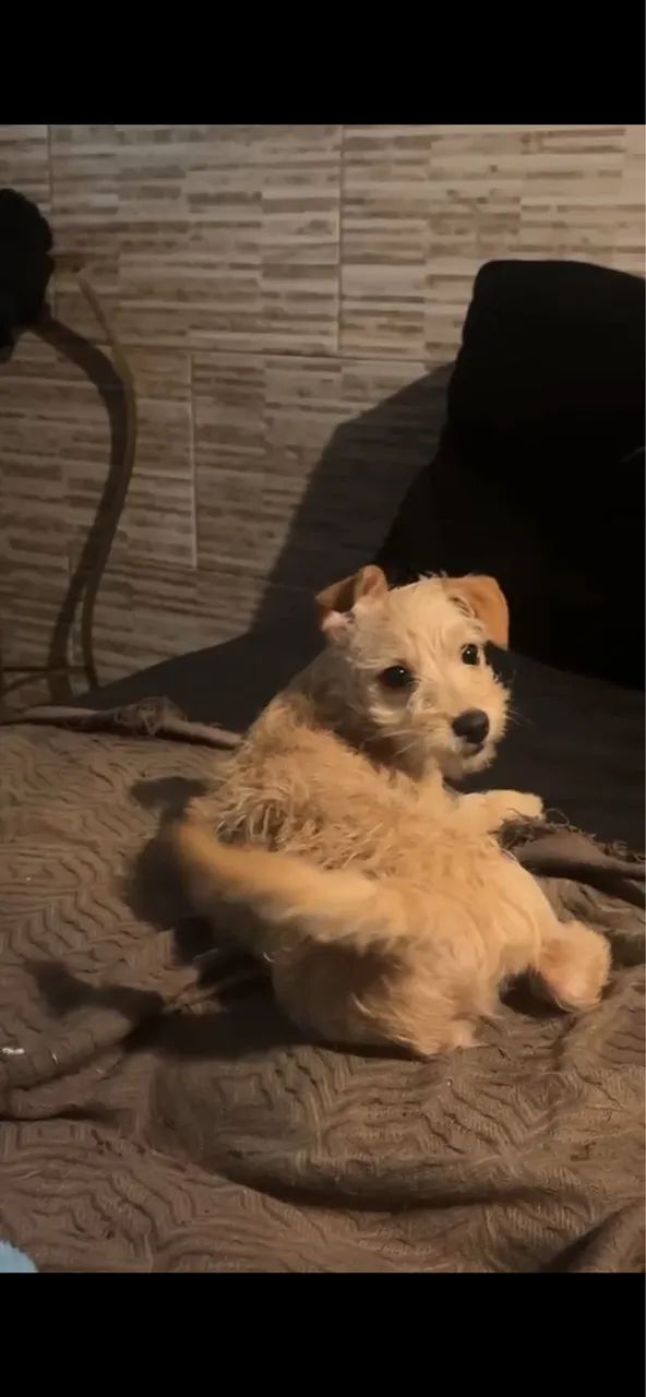 Doação de cachorrinho - Foto 2