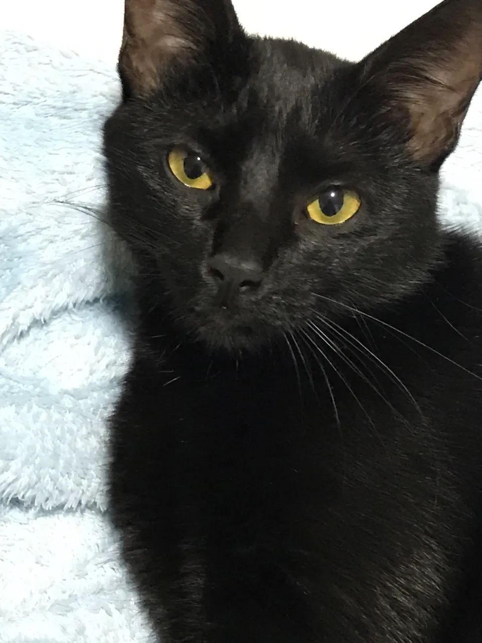 Doação de gata 