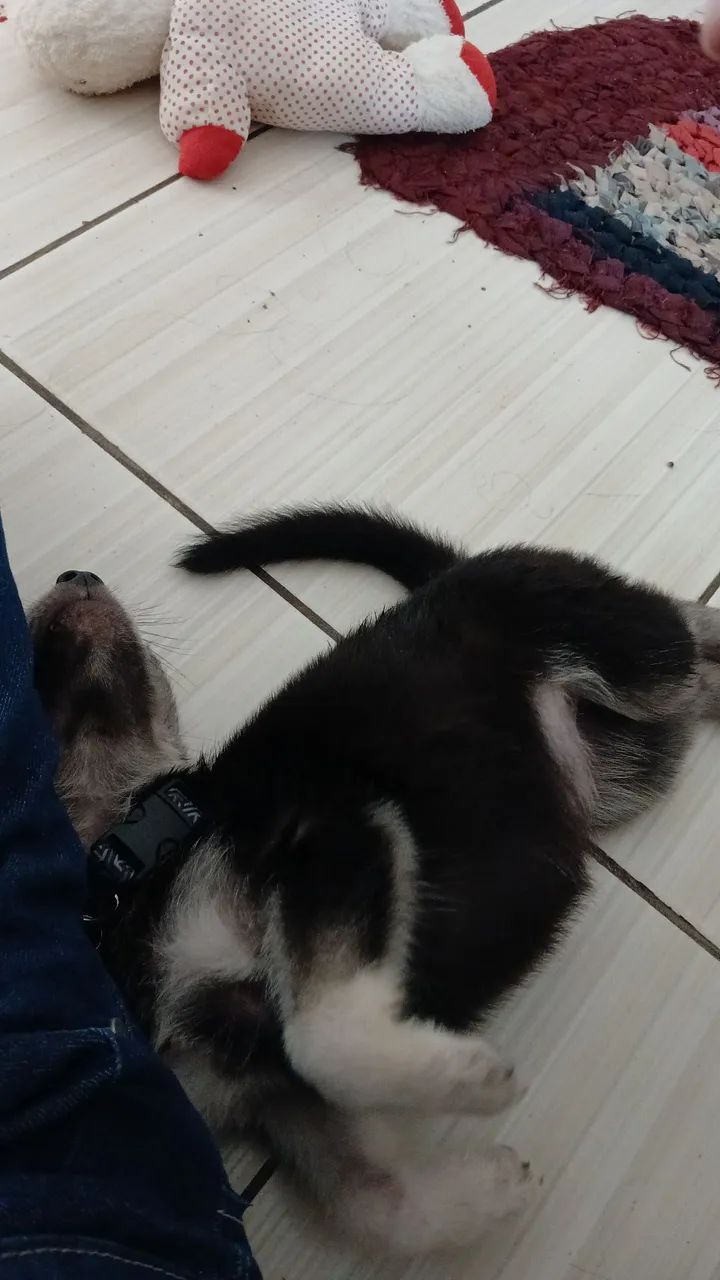 Husky siberiano  - Foto 3