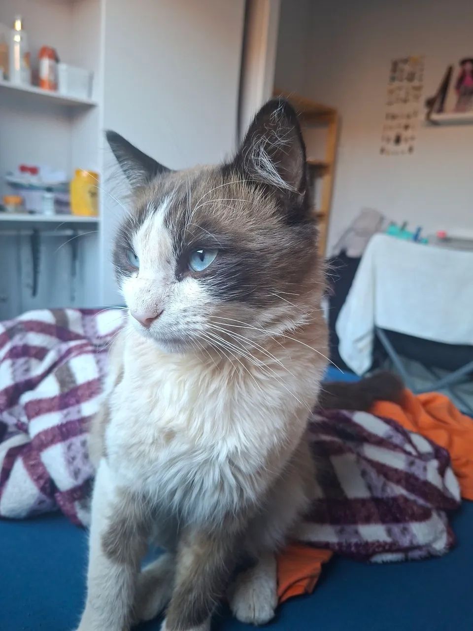 Gato macho não Castrado  - Foto 2
