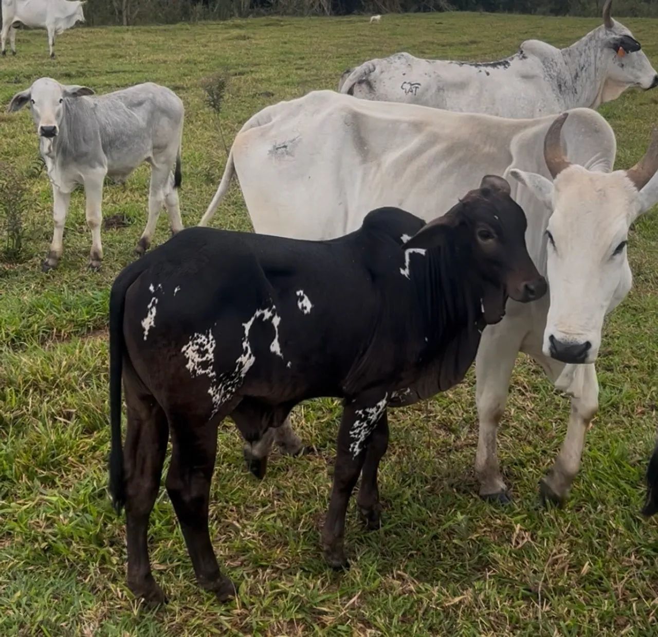 Venda bezerro Nelore pintado para tourinho - Foto 4