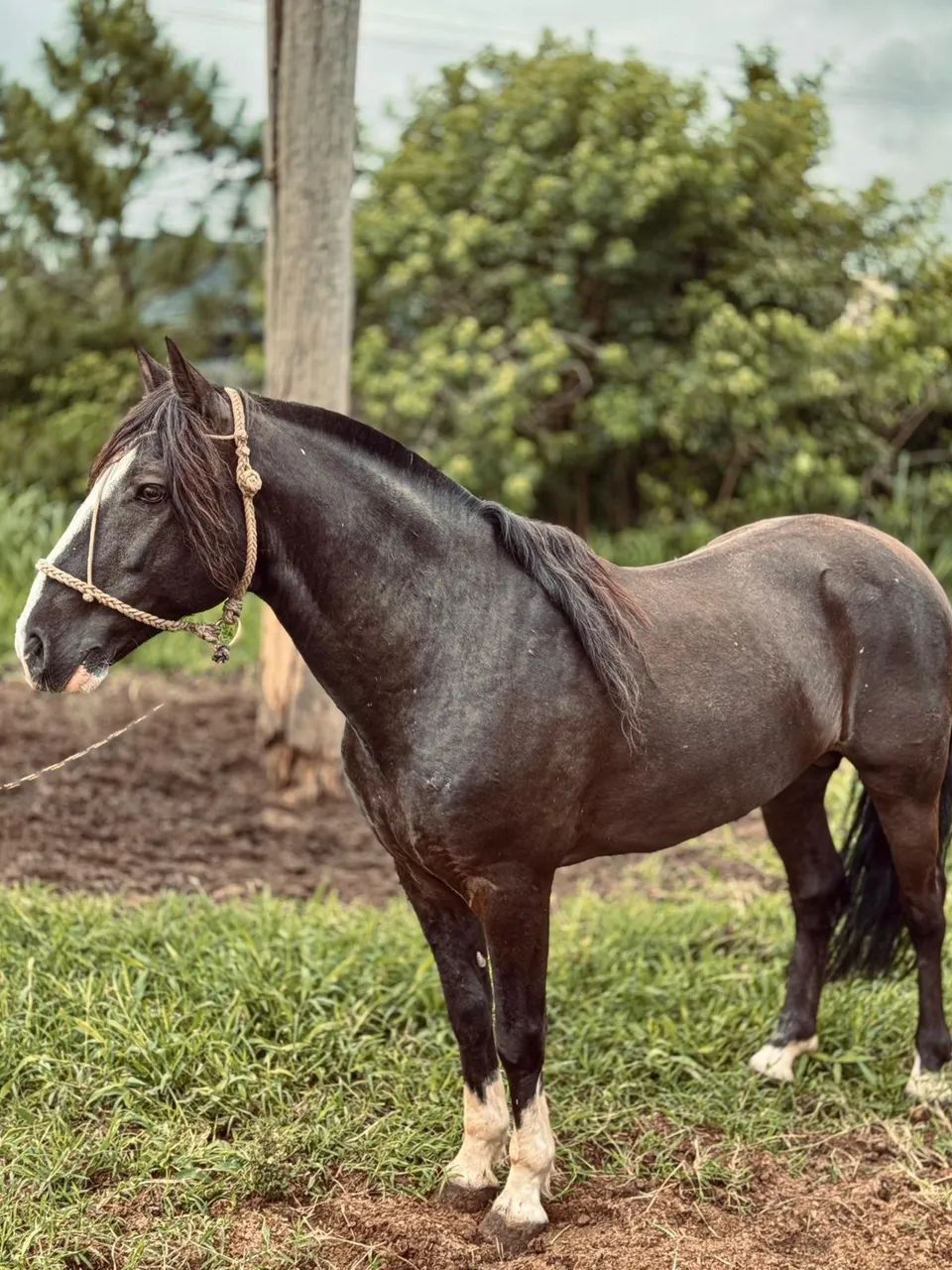 Vendo cobertura de cavalo crioulo confirmado. Filho do Capanegra Jacarta.  - Foto 2