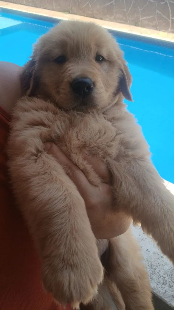 Cães para ambiente familiar
