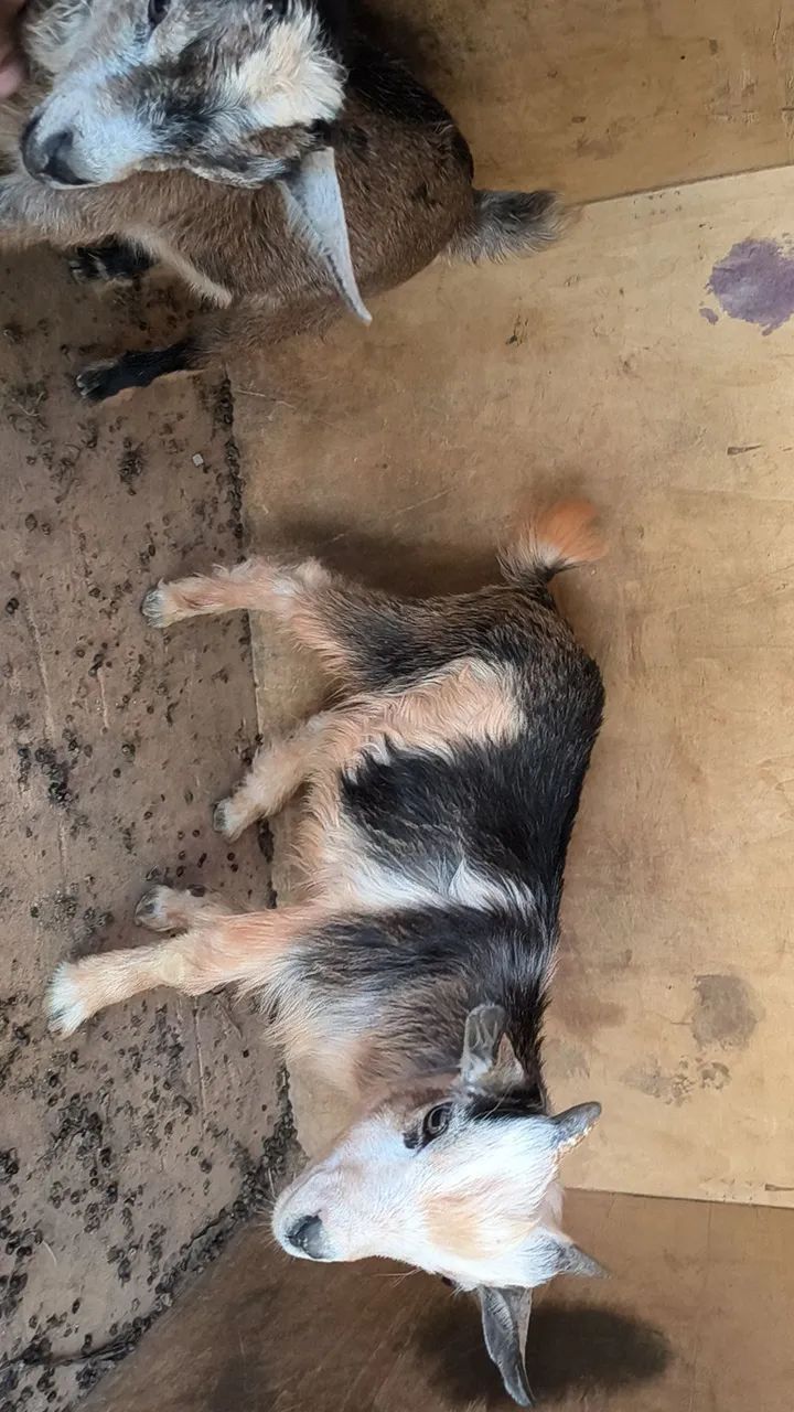 Mini cabrito  - Foto 3