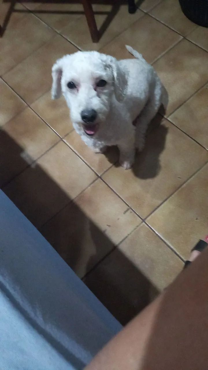Cachorro filhote 