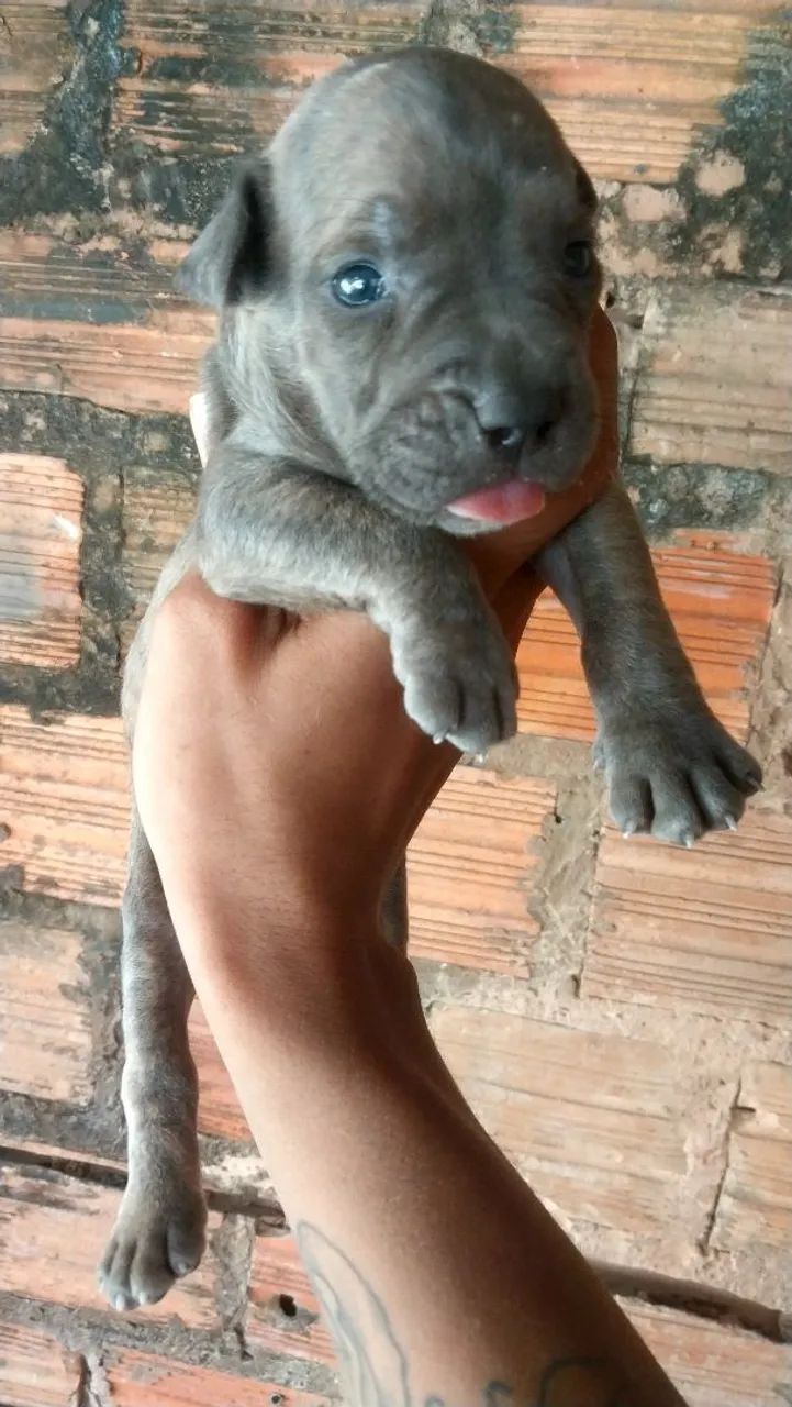 Filhotes de pitbull - Foto 3