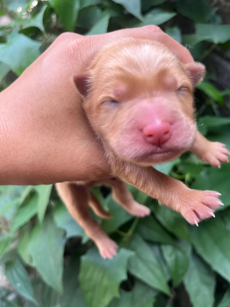 Chow Chow 