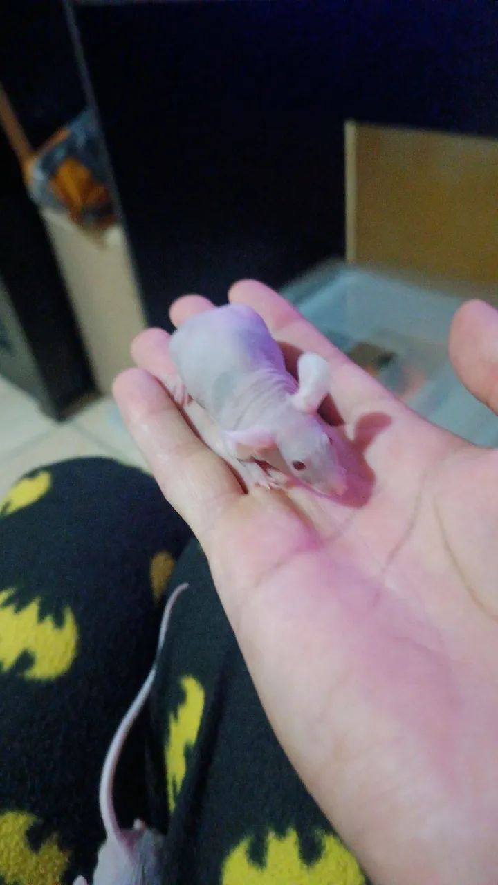 Camundongos hairless PROMOÇÃO  - Foto 4