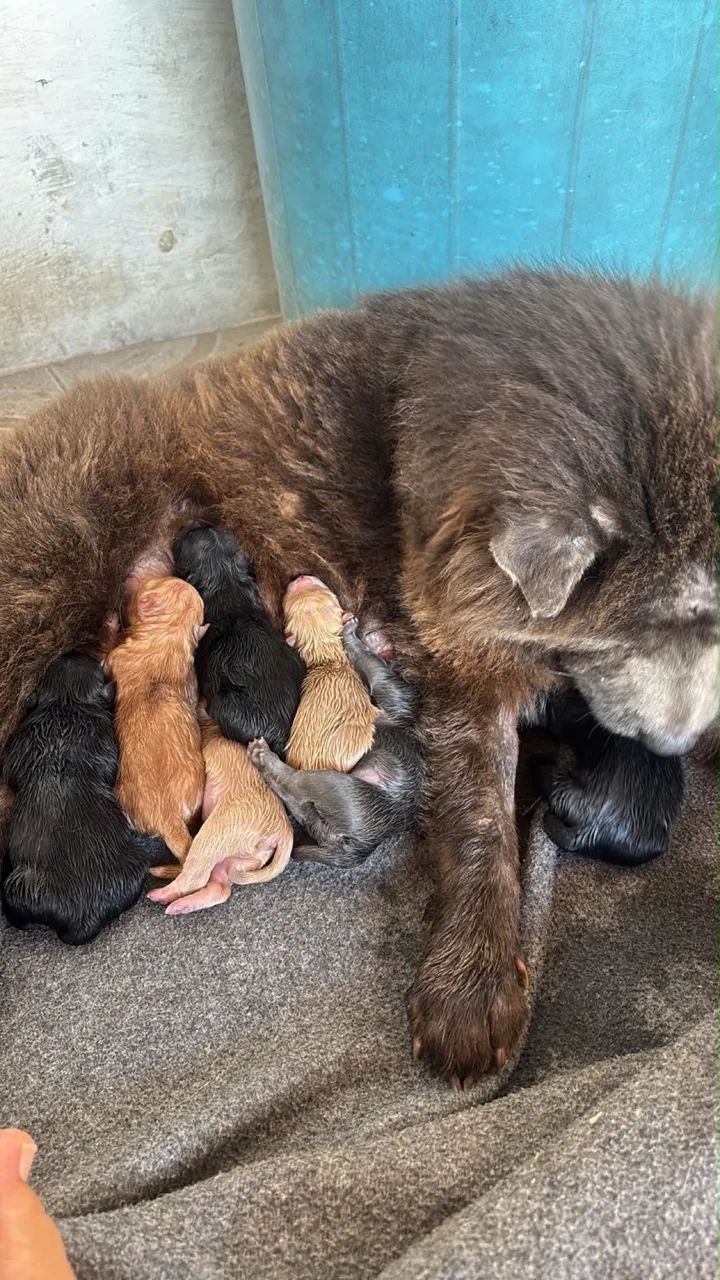 Cachorro Chow Chow - Foto 2