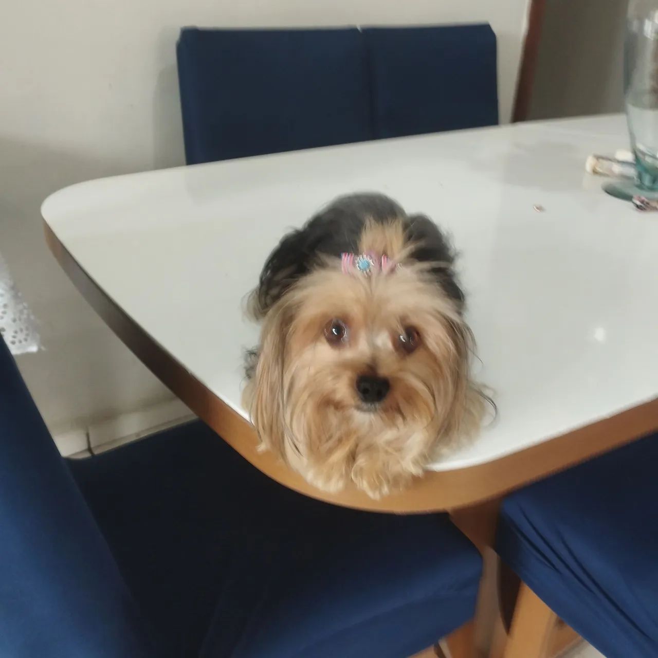  Vende-se filhotes de yorkshire Terrier  - Foto 4
