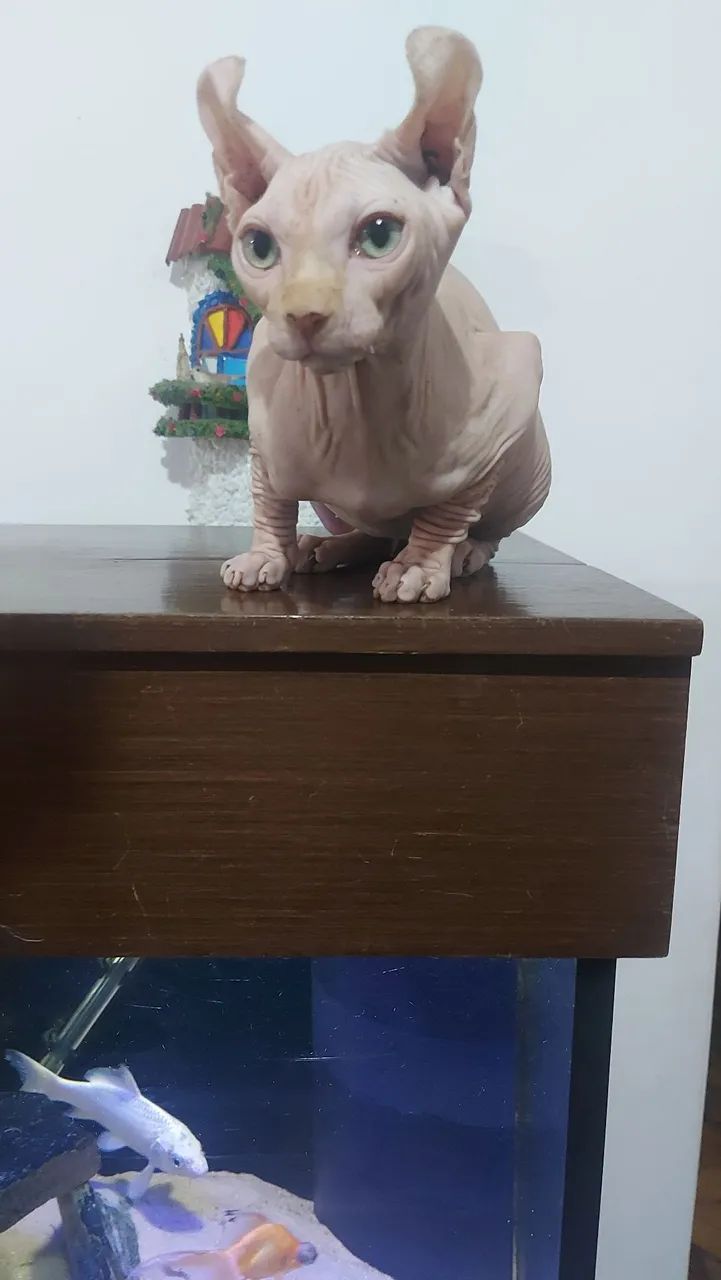 Sphynx Macho Elf - Foto 2