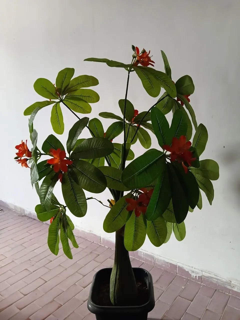 Plantas  - Foto 3