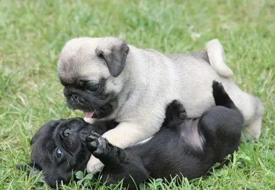 Pug Filhotes 