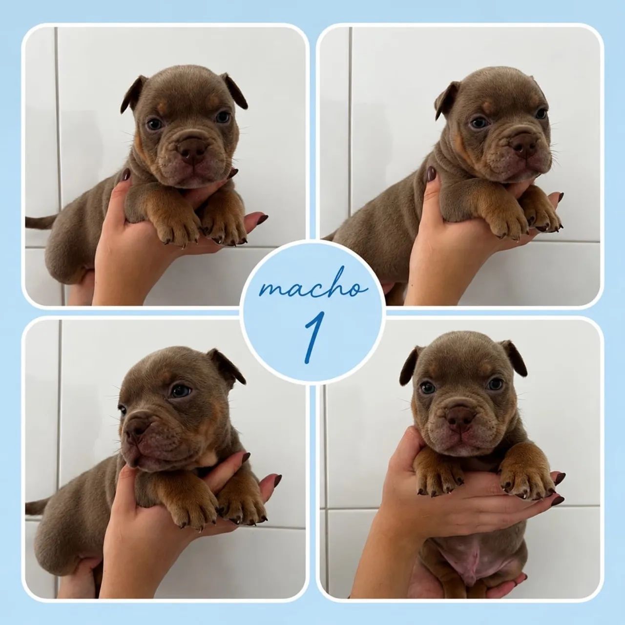 Filhotes american bully micro  - Foto 4
