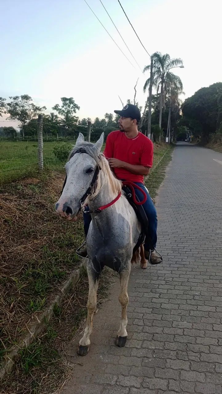 Cavalo  - Foto 3