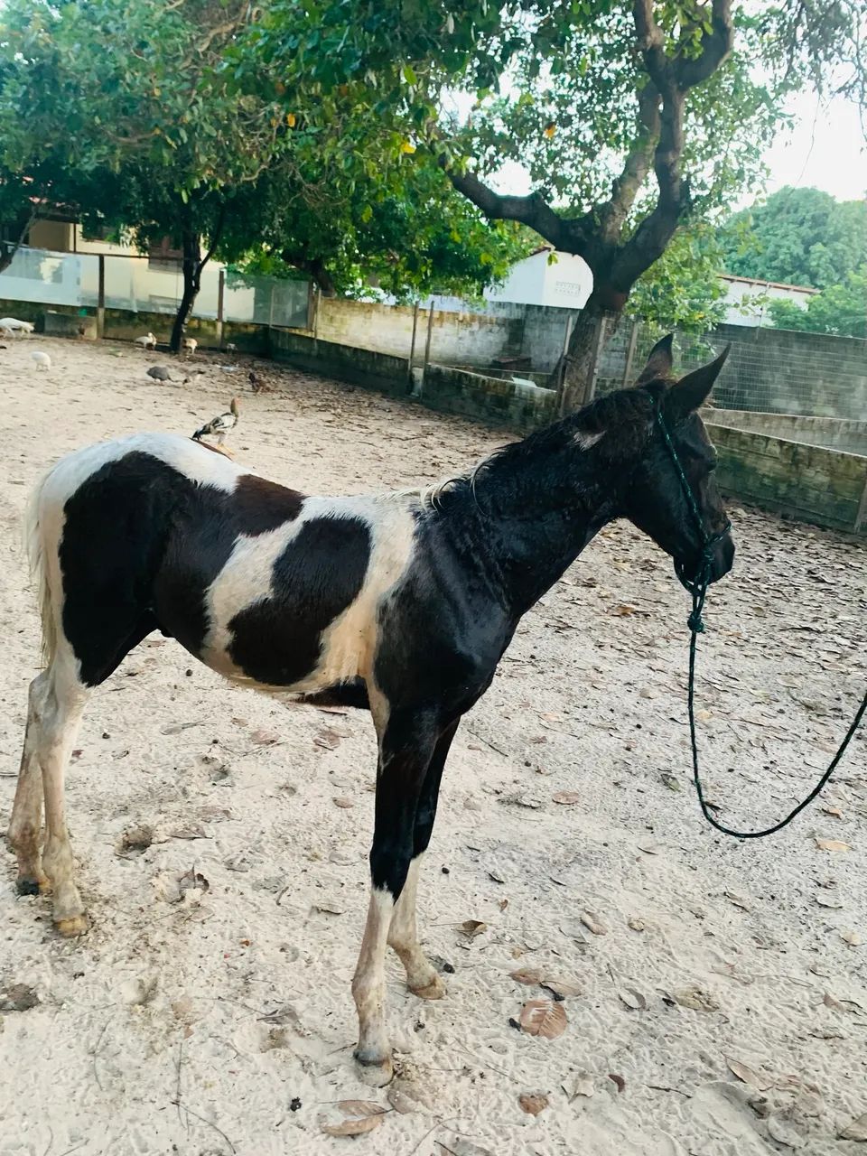 Potro a venda muito lindo  - Foto 5