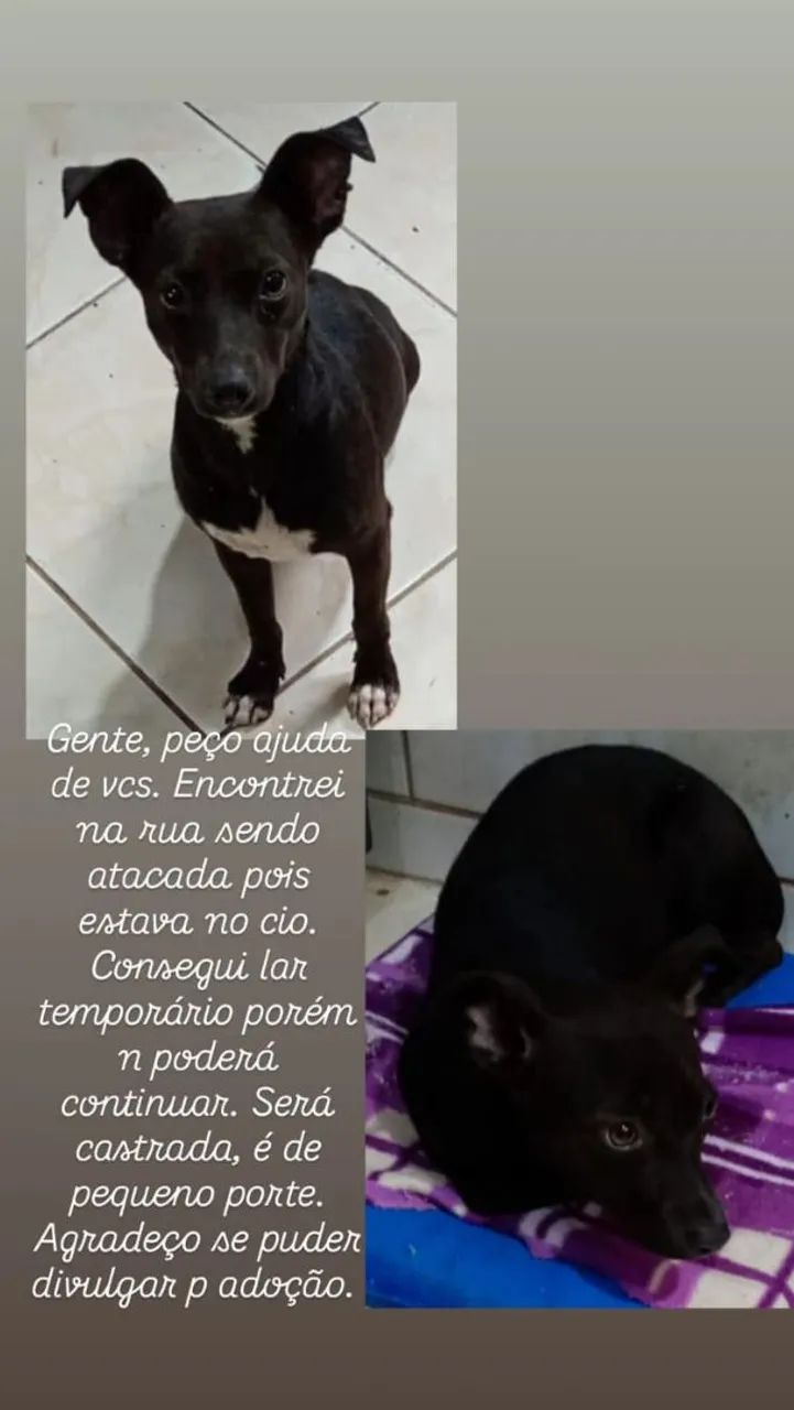 Adoção Responsável 