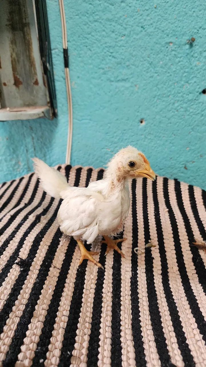 Franguinhos Nagasaki  - Foto 4