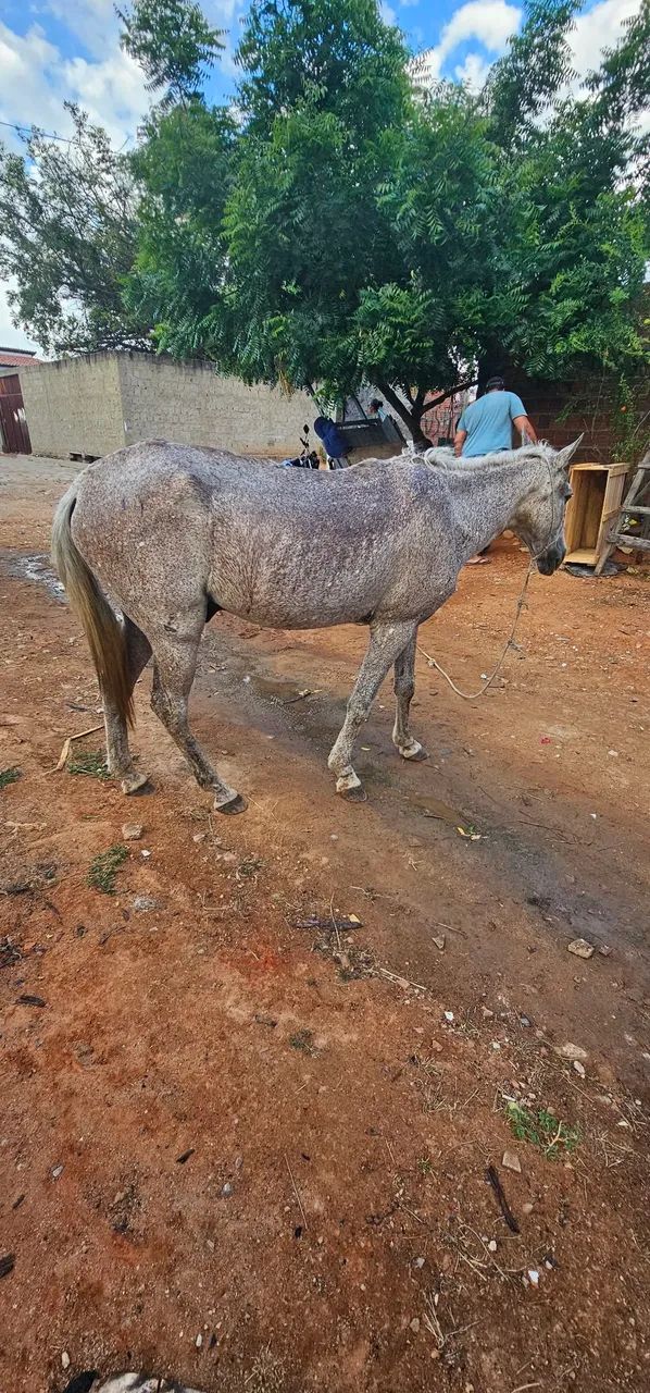 Cavalo de sela em Mossoró  - Foto 3