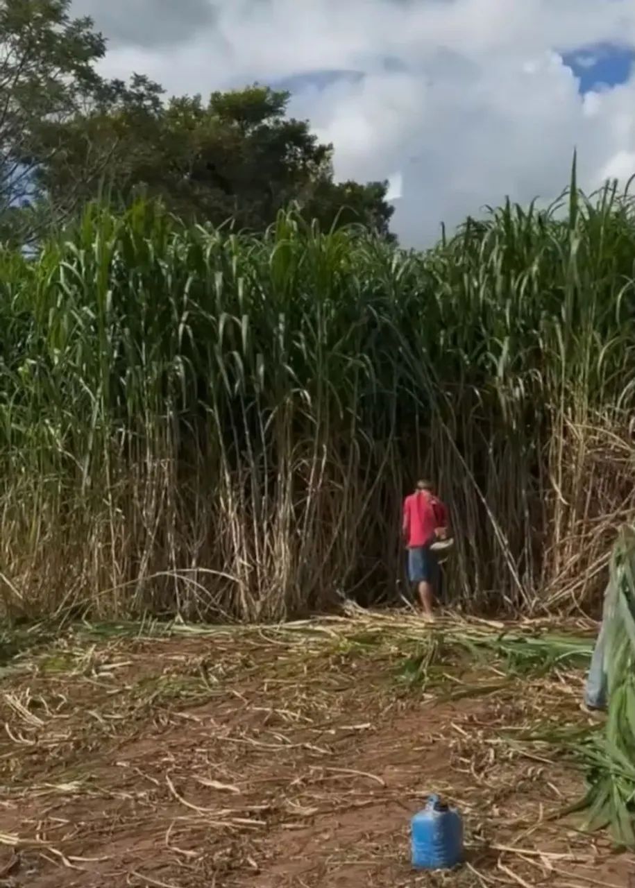 Chovendo e hora de plantar BRS CAPIAÇU DA EMBRAPA pra sorrir no próximo VERAO