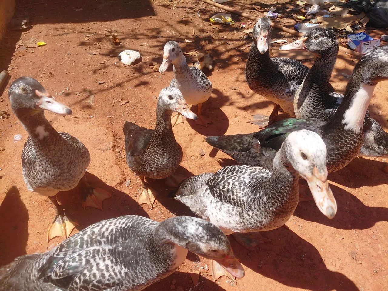 Patos 