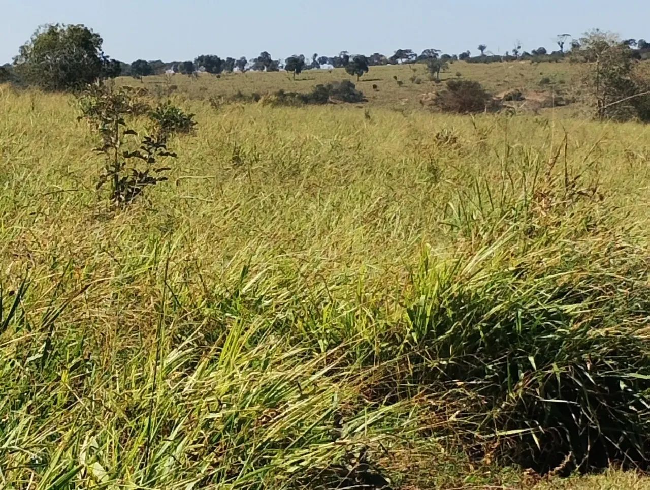 Arrendamento de Pasto a 70 km de Campo Grande  - Foto 4