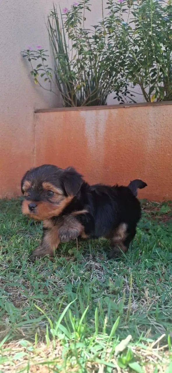 Animais  - Foto 2