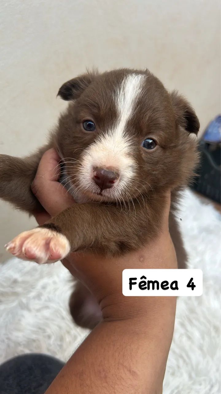 Border collie 4 