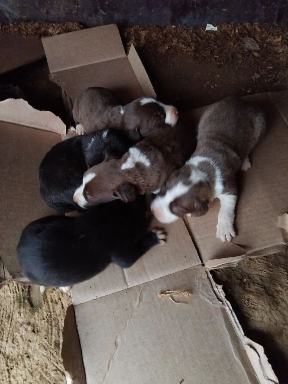 Cachorro  - Foto 2