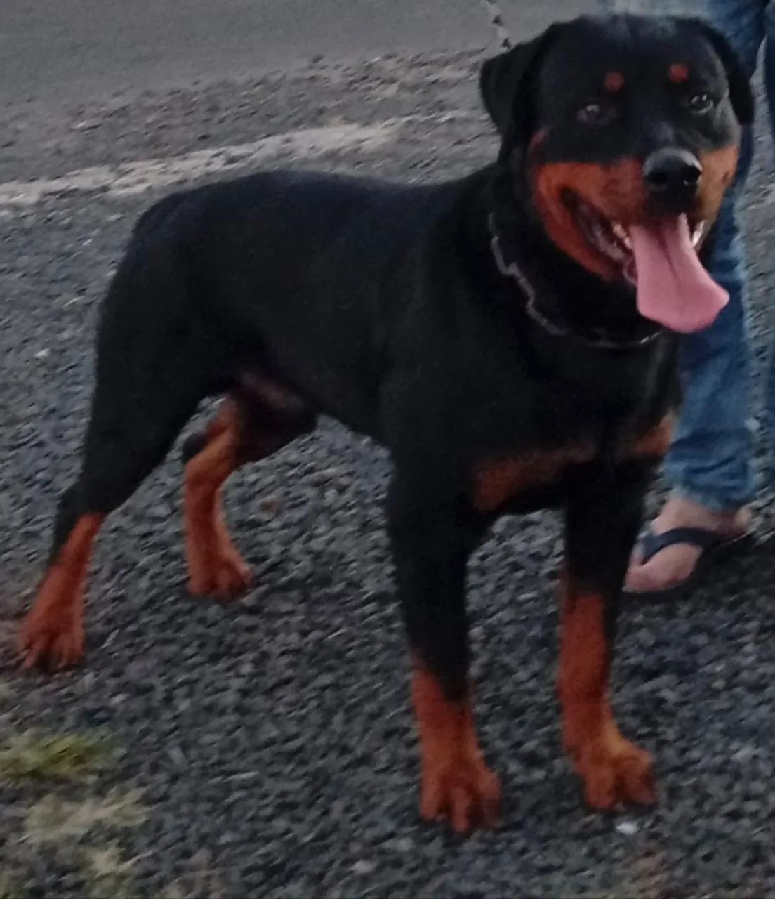 Rottweiler  - Foto 4