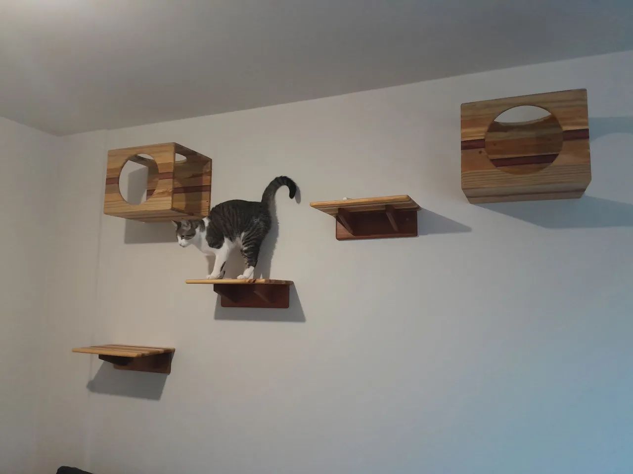 Prateleiras e caixas para gatos - Foto 5