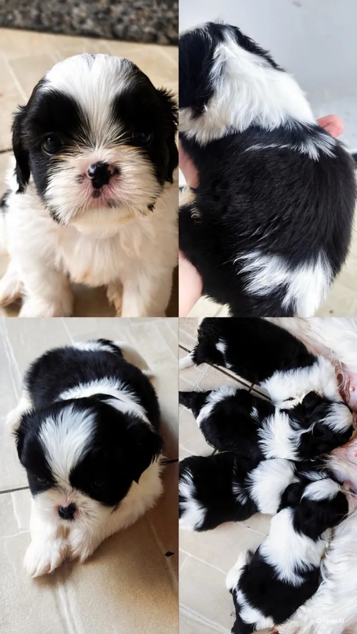Cachorro shitszu a venda 