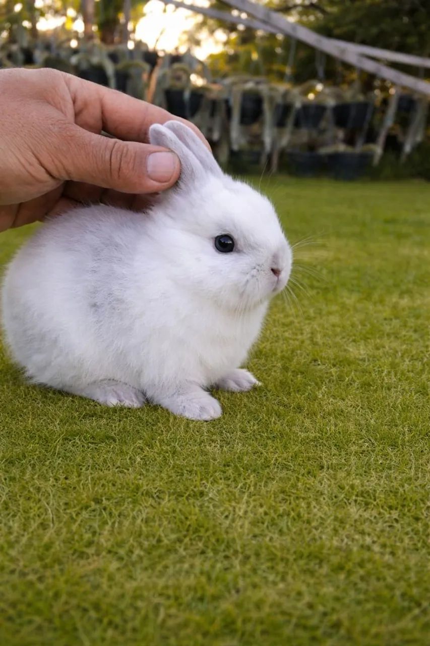 coelho anão netherland dwarf linhagem importada65049000037123123