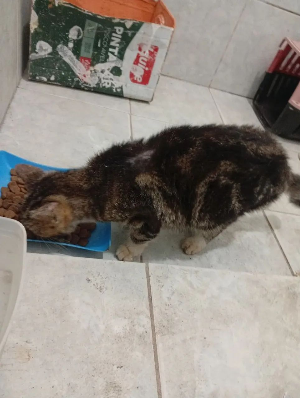 Gata para doação, aparenta ser nova ainda  - Foto 2