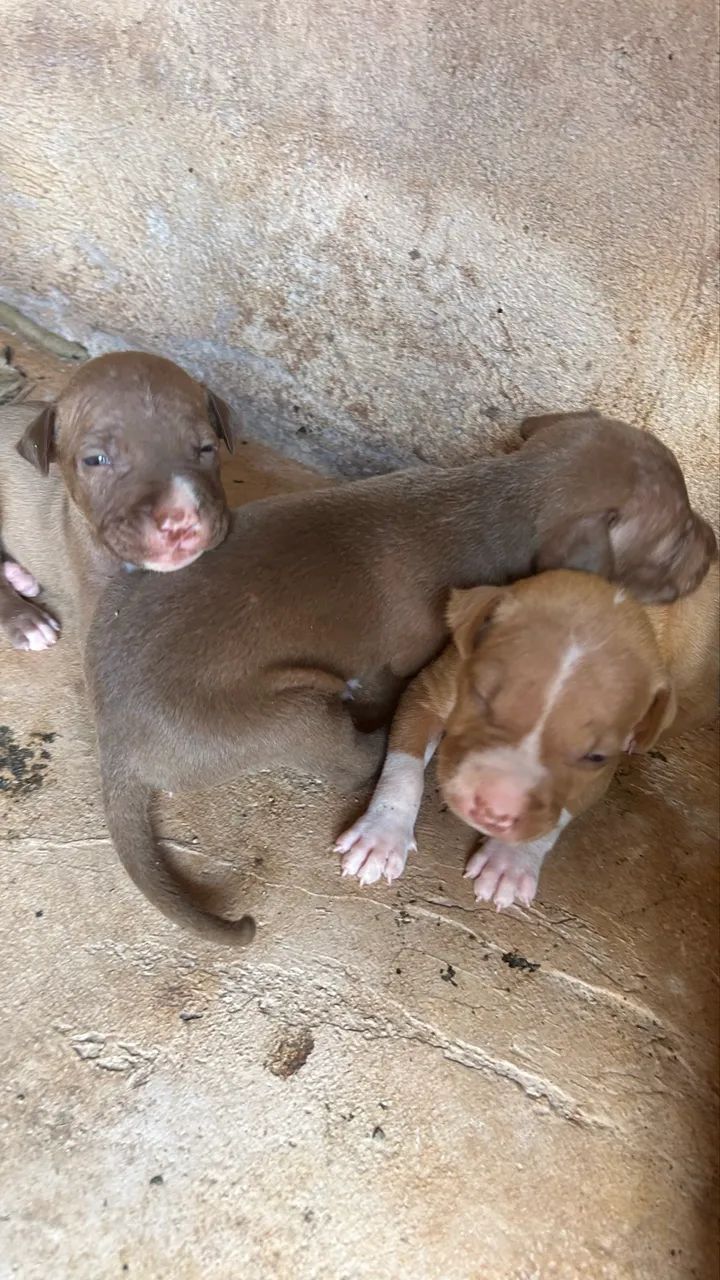 Filhotes de Pitbull  - Foto 5