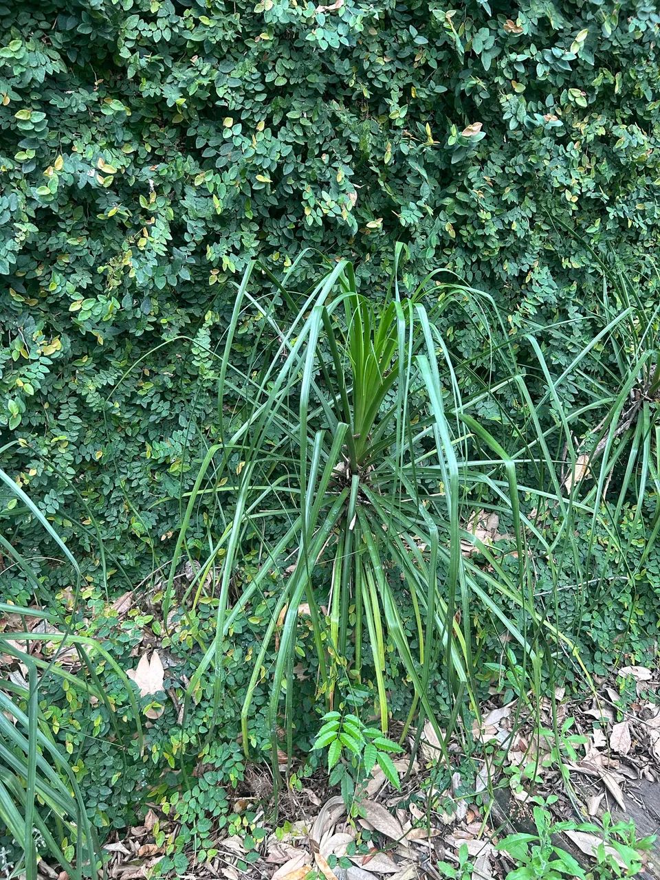 Planta Pata de elefante  - Foto 3